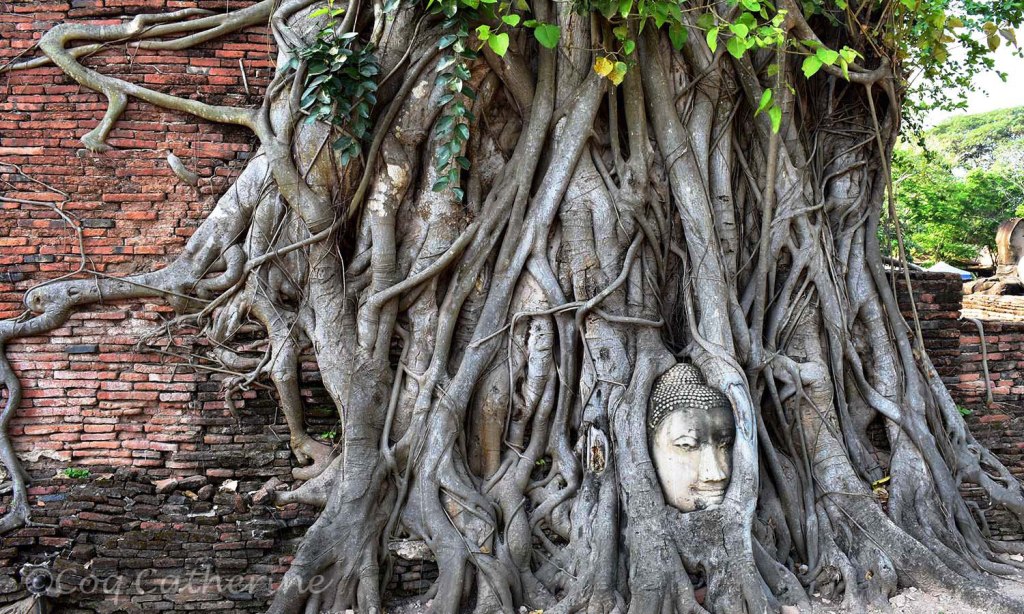 temple d'Ayutthaya avec une tete sculptee dans les racines dans banyan