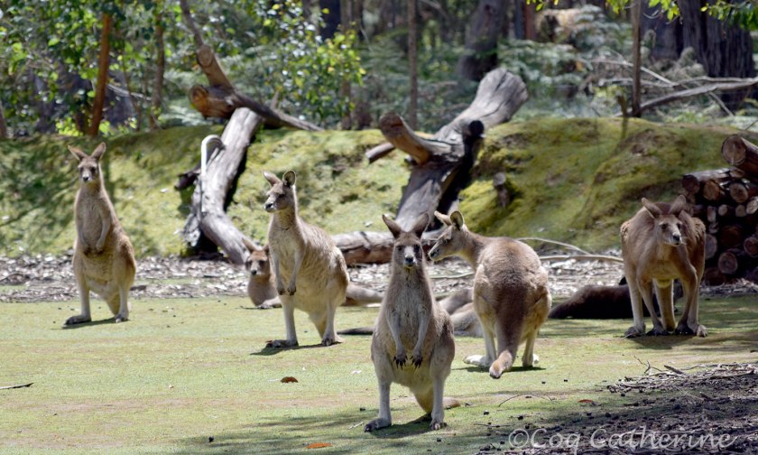 les kangourou de Devil park en Tasmanie
