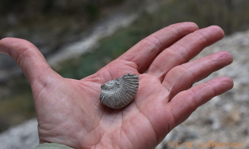 Je tiens un morceau de fossile d’ammonite